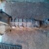 MAZDA SUMP BOX